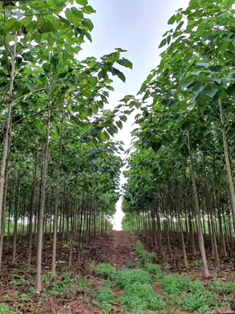 マレーシア・早成桐成木化